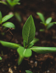green plant in the garden