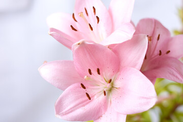 Fototapeta na wymiar pink lilies grown in the garden