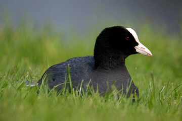 Coot relaxing on the grassy bank of a lake