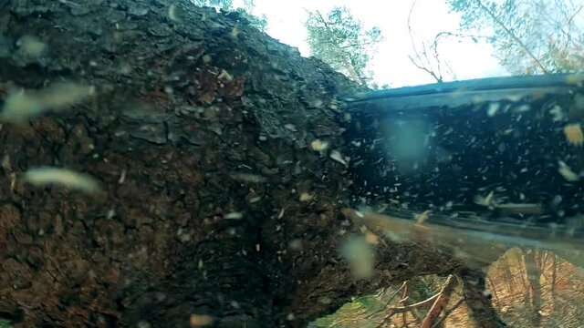 Body of a pine tree is being sawn with a motorsaw