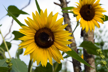 Obraz premium Sonnenblume mit Biene