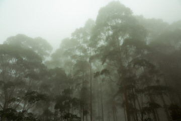 Misty nature view with trees