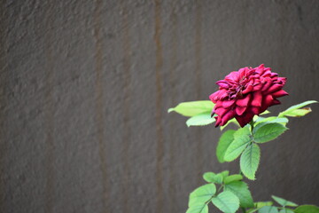 rose flower on old wall