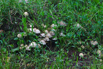 mushrooms grew on the green city lawn