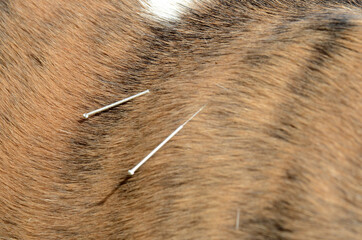 Two acupuncture needles on the shoulder og a brindle dog.