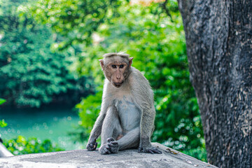 Naklejka na ściany i meble Monkey sitting on a rock in the forest