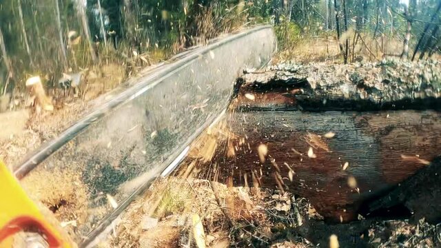 Fallen tree is getting cut with a motorsaw outdoors
