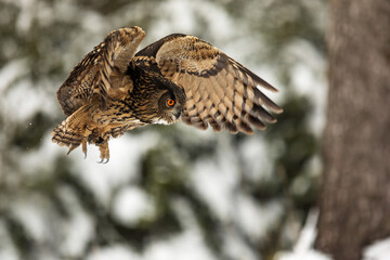 Eurasian eagle-owl (Bubo bubo) attacks the prey below in the snow