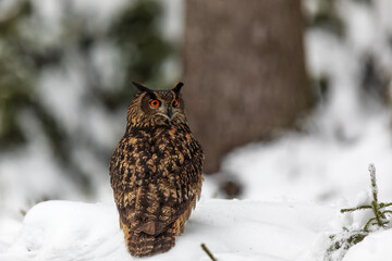 Eurasian eagle-owl (Bubo bubo) portrait in the snowy forest