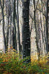 Trunks of beech trees in a deep forest