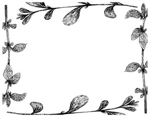 Herbal Plants, Hand Drawn Illustration of Fresh Marjoram or Origanum Majorana with Thyme Plant Frame, Used for Seasoning in Cooking.
