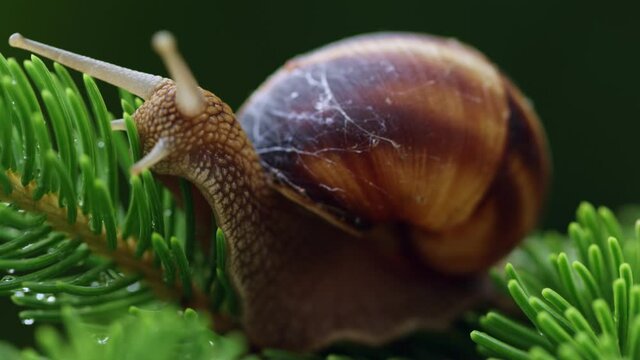 Amazing  close shot of a  crawling snail on the ground slowly among bushes and view of its shell among green plants.