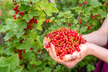 Female hands holding handful of ripe juicy red currant berries against currant bush in garden in summer evening. Healthy organic food, bio-product. Summer berries, harvesting, gardening concept © Tatyana_Andreyeva
