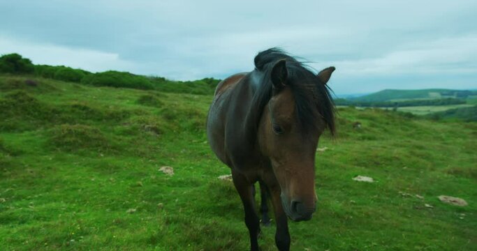 Wild horse on the moor in summer