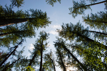 green forest in the morning