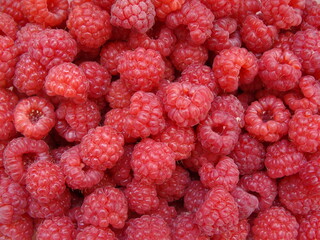 red raspberries background