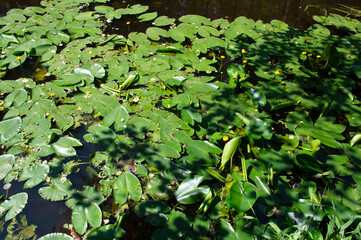 yellow water lilies leaves in the pond