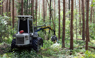 Mechanized logging. Horvest works in the forest. Close-up