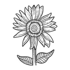 sunflower sketch engraving vector illustration. T-shirt apparel print design. Scratch board imitation. Black and white hand drawn image.