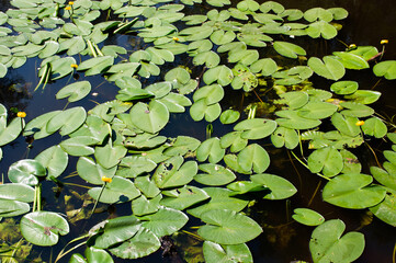 yellow water lilies leaves in the pond