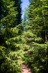 green forest in the morning