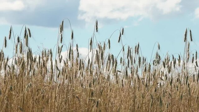 Kłosy zboża pochylane wiatrem na tle nieba z chmurami. Dojrzałe kłosy pochylane wiatrem w słoneczny dzień.
