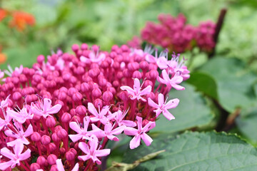 ボタンクサギの花