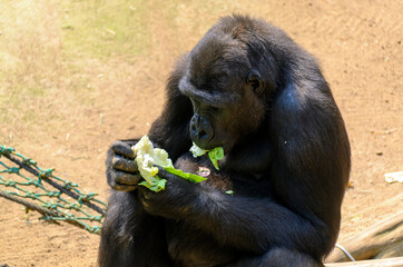 Gorilla eating lettuce