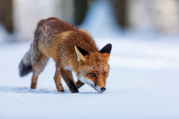 Obraz premium red fox (Vulpes vulpes) eats killed prey snowy forest