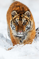 Siberian tiger (Panthera tigris tigris) dangerously very close