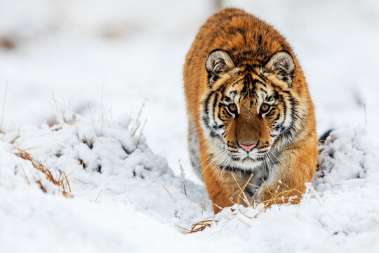 Siberian tiger (Panthera tigris tigris) in the snow in the taiga