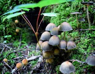 Yellowy-black mushrooms