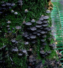 Black mushrooms