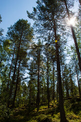 green forest in the morning