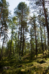 Fototapeta premium green forest in the morning