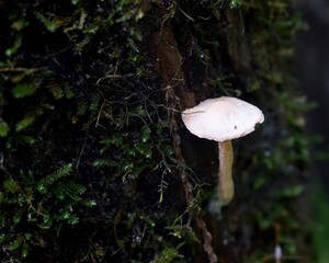 Fototapeta premium Beige mushroom