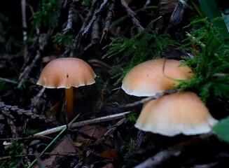 Light brown mushroom trio