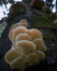 Oyster Mushrooms