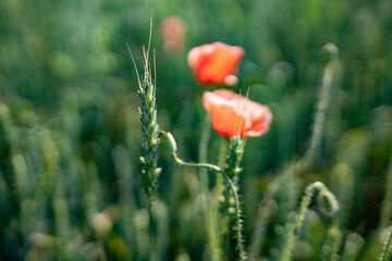 flowering field of poppies against the background of green grass
