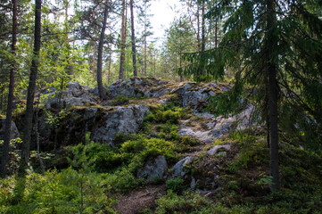 moss covered rocks in the forest