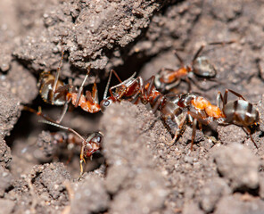 ants dig a hole in the ground