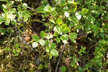 small tree green leaves in the forest