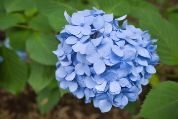 紫陽花の咲く千葉「本土寺」の景色