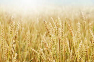 Wheat field. Ears of Golden wheat. Rural Sunny landscapes. Conditions for maturation of wheat ears. Rich harvest. Agricultural industry.