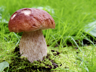 White mushroom grows in a moss clearing. Mushroom picking. Edible.
