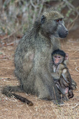 Baboon mother and baby