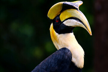 hornbill