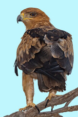 Tawny Eagle