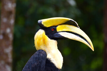 hornbill