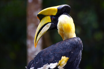 hornbill